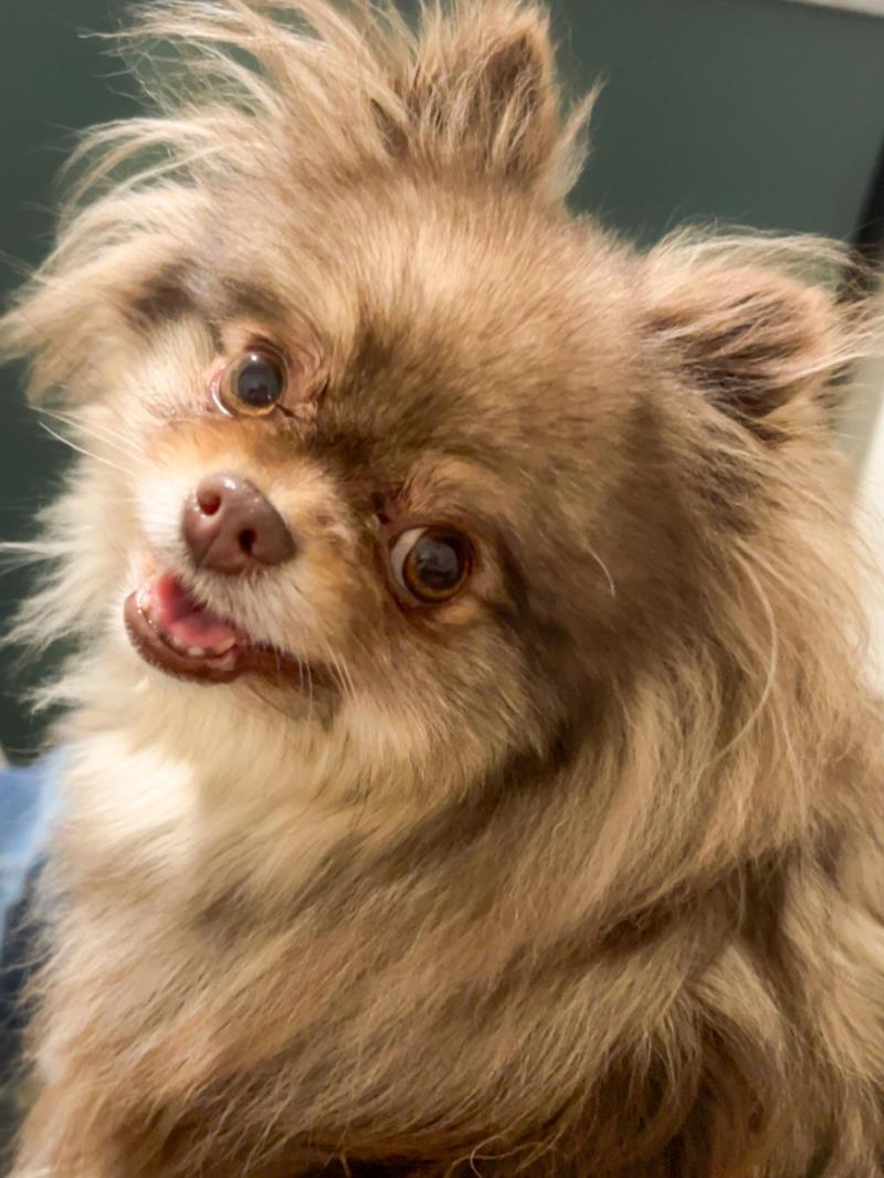 Coco's Sassy L Kay<br>'Sassy'